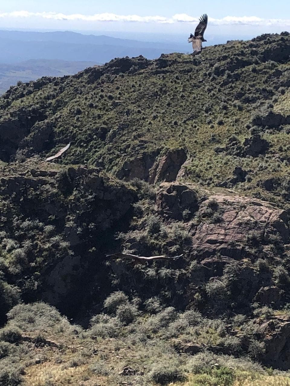 Un condor sobrevolando el filo de la sierra